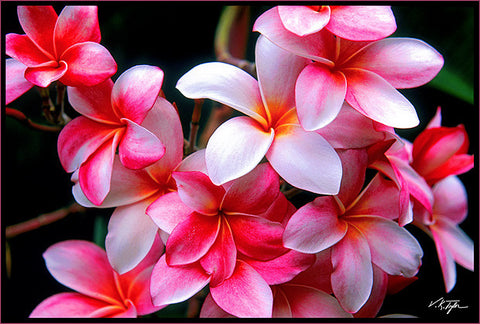 hawaii flower wallpaper