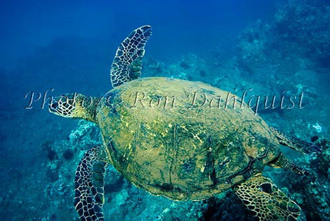 Underwater view of Green Sea Turtle, Maui, Hawaii Stock Photo - Hawaiipictures.com