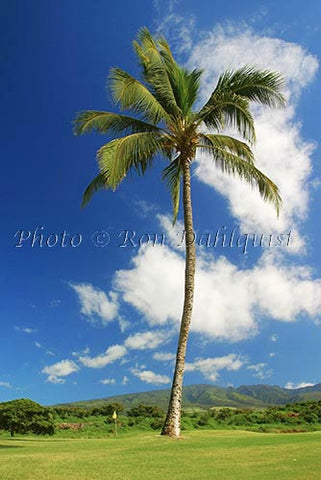 Kaanapali Golf Course, Maui, Hawaii Picture Photo Stock Photo - Hawaiipictures.com