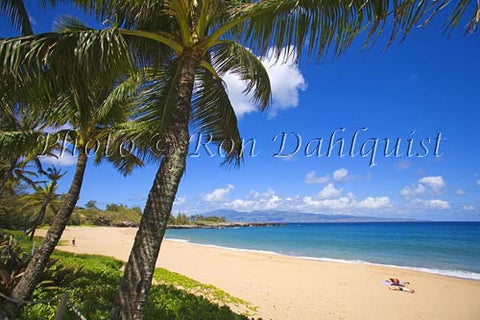 Palm tree on Fleming Beach, Kapalua, Maui, Hawaii Picture - Hawaiipictures.com