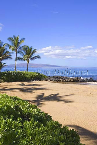 Palm trees on Wailea Beach, Maui, Hawaii - Hawaiipictures.com